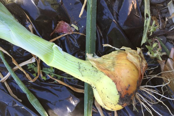 Кракен ссылка kraken